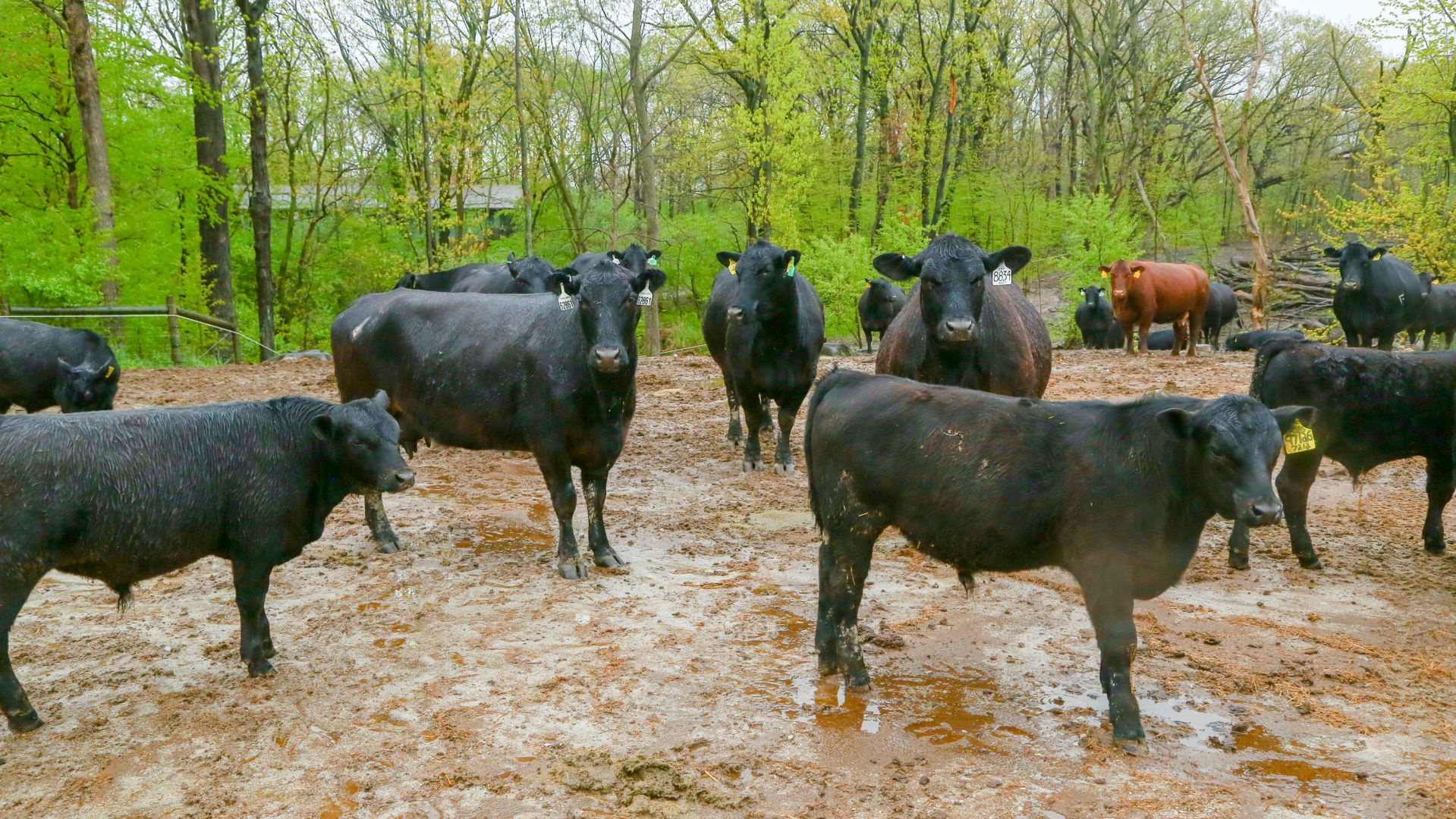 Crown Point cattle